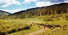 USA-Montana-Big Belt Mountains Cattle Drive